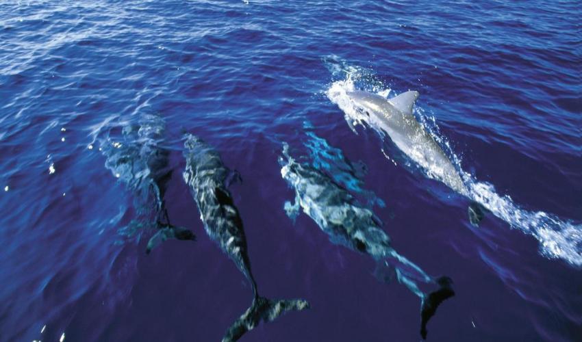 pod of dolphins