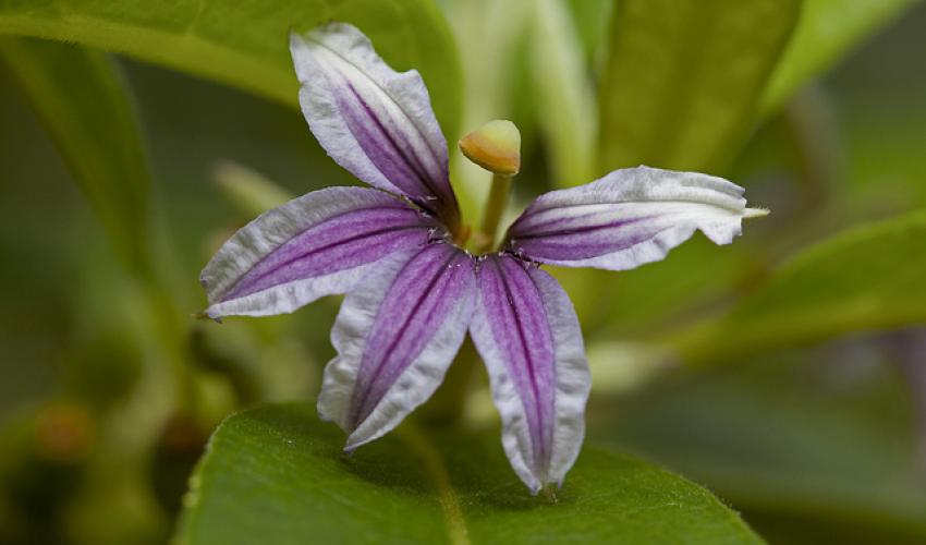 Hawaii native flower Naupaka kuahiwi (Scaevola mollis)