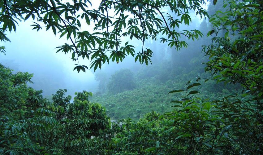 rainforest in Borneo