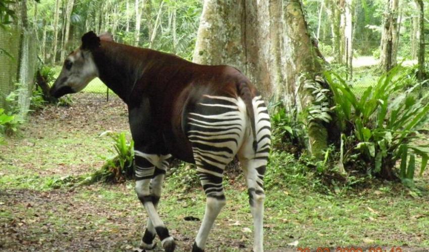 Okapi Faunal Reserve