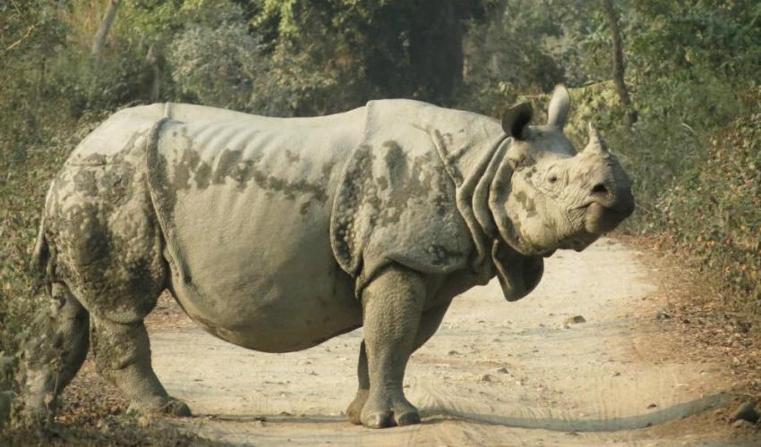 Greater One Horned Rhino 