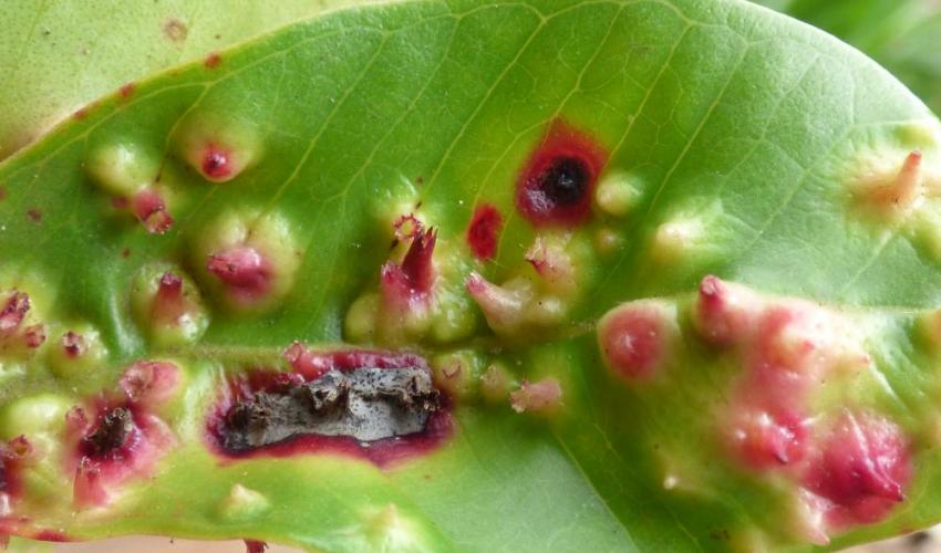 The effect of biocontrol on strawberry guava