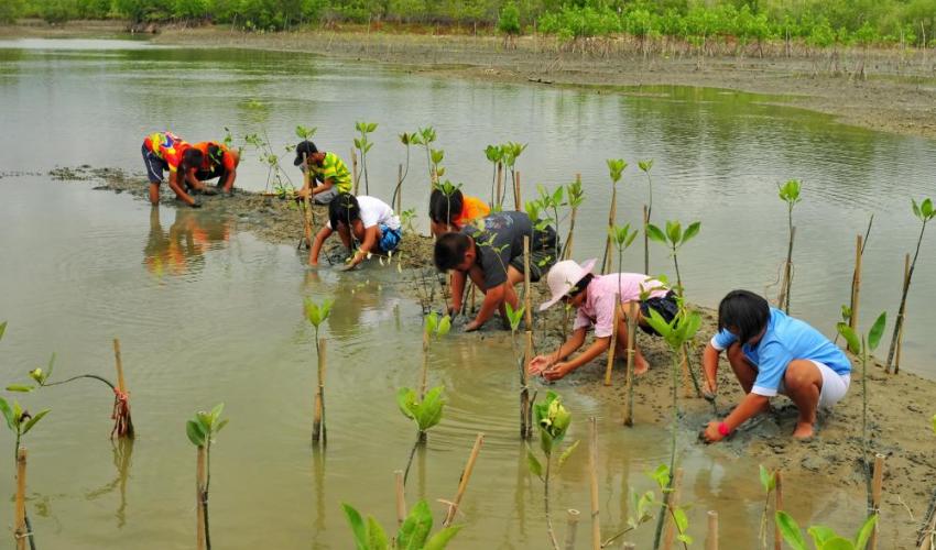 People planting mangroves in Thailand 