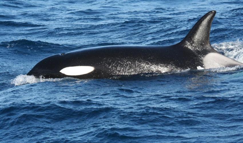Polar Subpolar Killer whales Falkland Is. 
