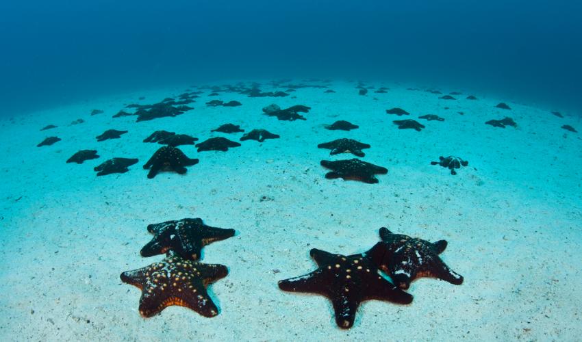 Seastars on the sea floor