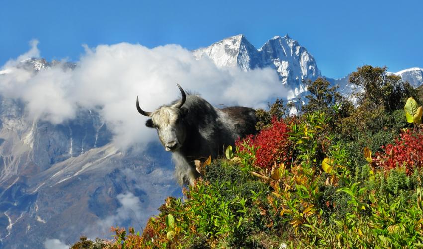 Yak in Sagarmatha National Park, Himalayas, Nepal