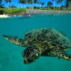 Marine turtle off the costa of Hawaii