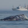 A whale surfaces near a research vessel