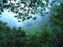 rainforest in Borneo