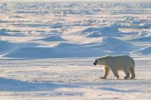 Polar bear in the arctic 