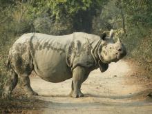 Greater One Horned Rhino 