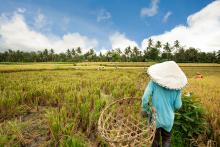 Female workers harvesting rice in Bali
