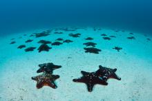 Seastars on the sea floor