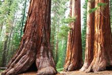 Sequoia forest