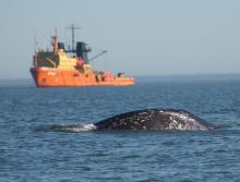 Noise from seismic surveys can disrupt the essential life functions of whales